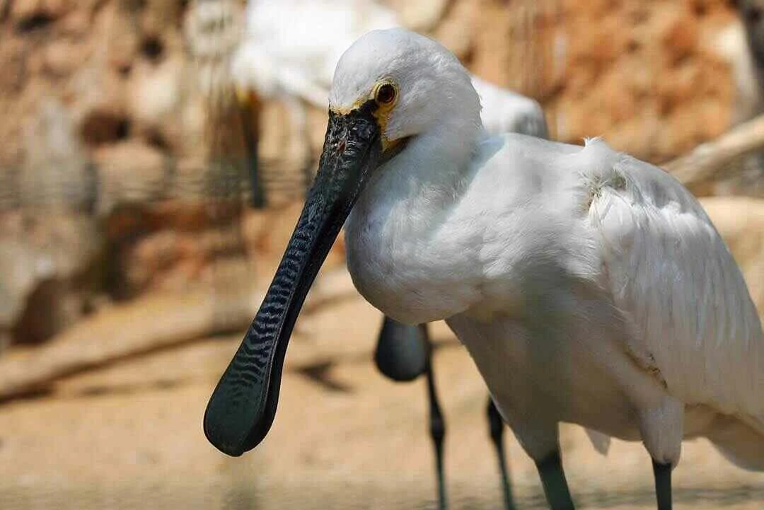 African Spoonbill close up